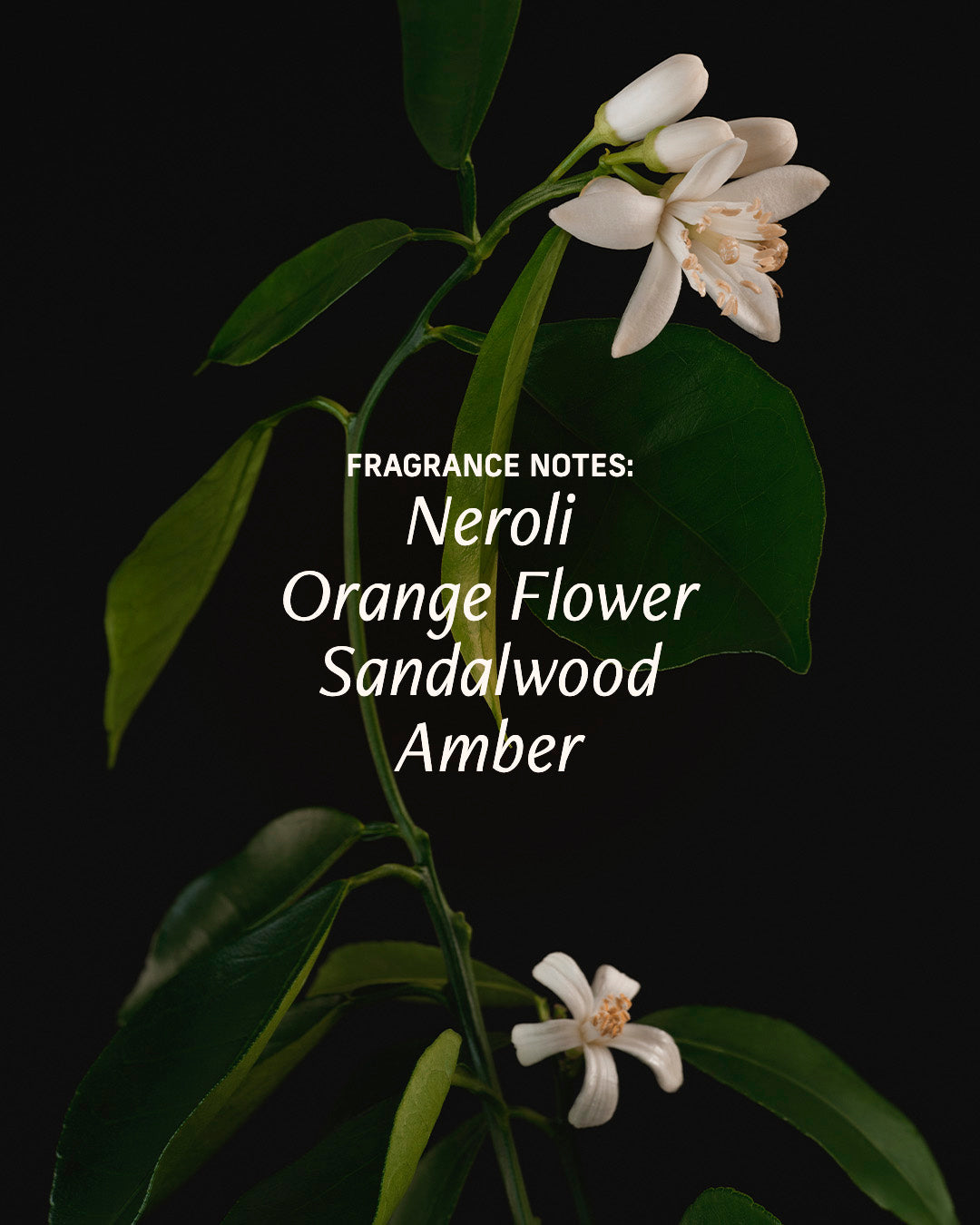 Naked Neroli - Perfume Oil