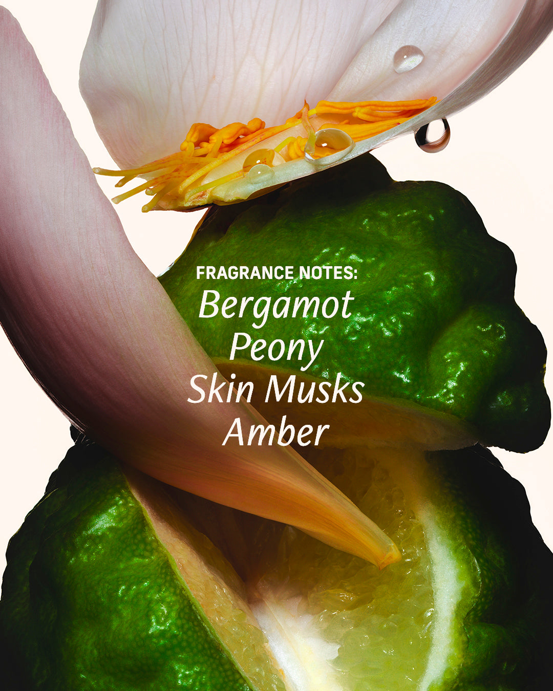 bergmot bond fragrance notes
