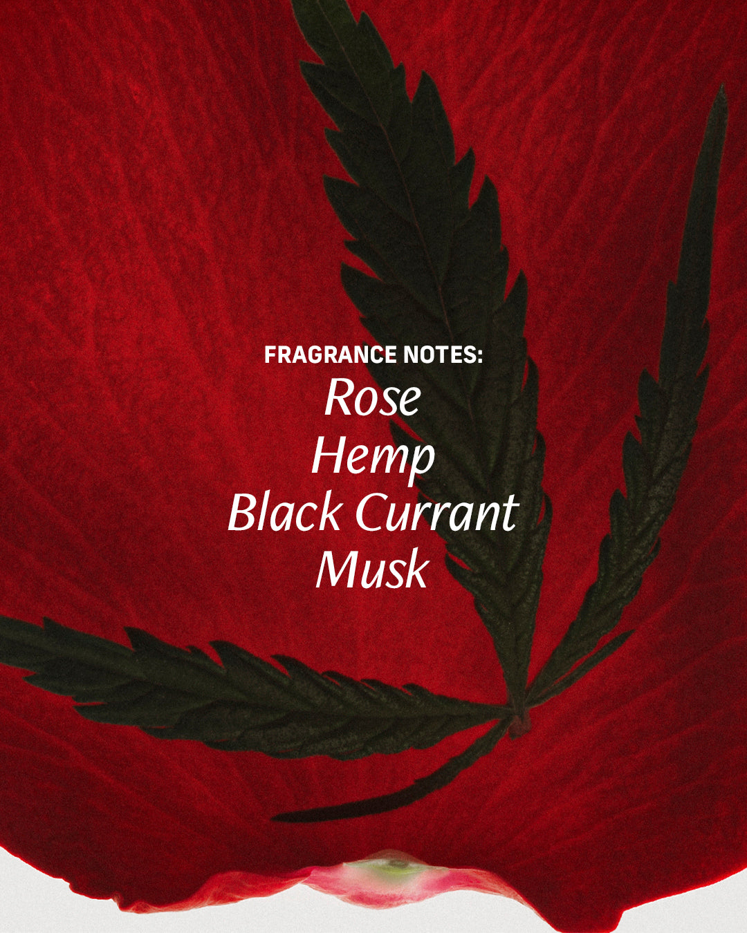 rose bud perfume oil fragrance notes