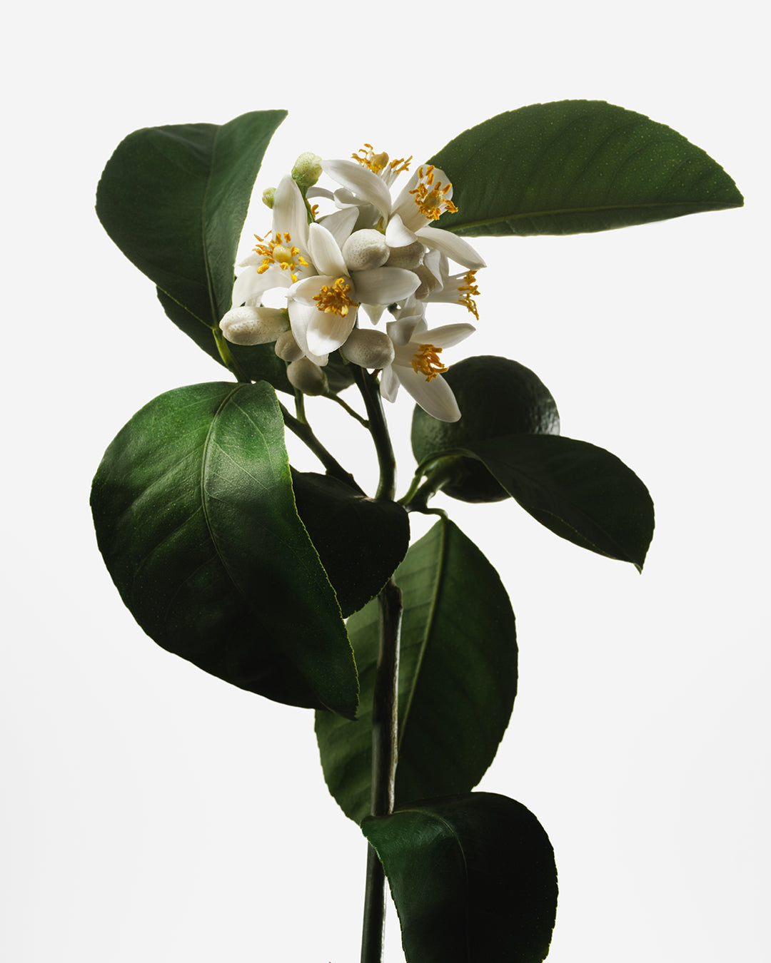 Naked Neroli Nutrient-Rich Body Cream – CYKLAR
