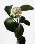 Neroli