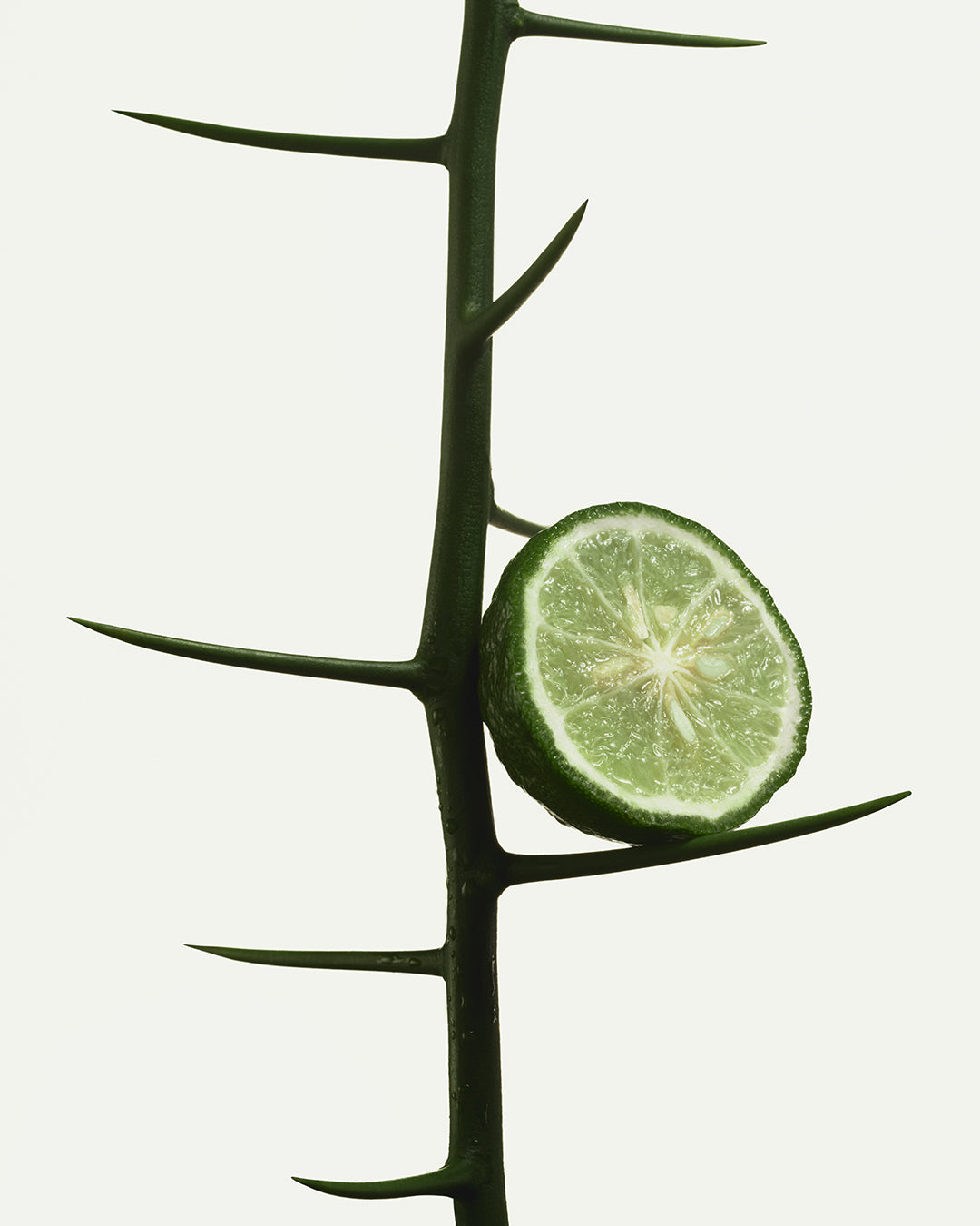 bergamot