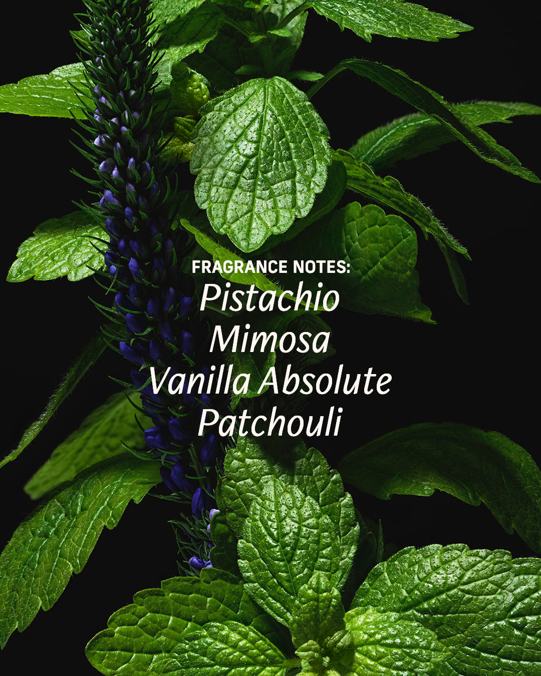 Modern Patchouli fragrance notes